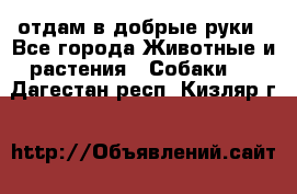 отдам в добрые руки - Все города Животные и растения » Собаки   . Дагестан респ.,Кизляр г.